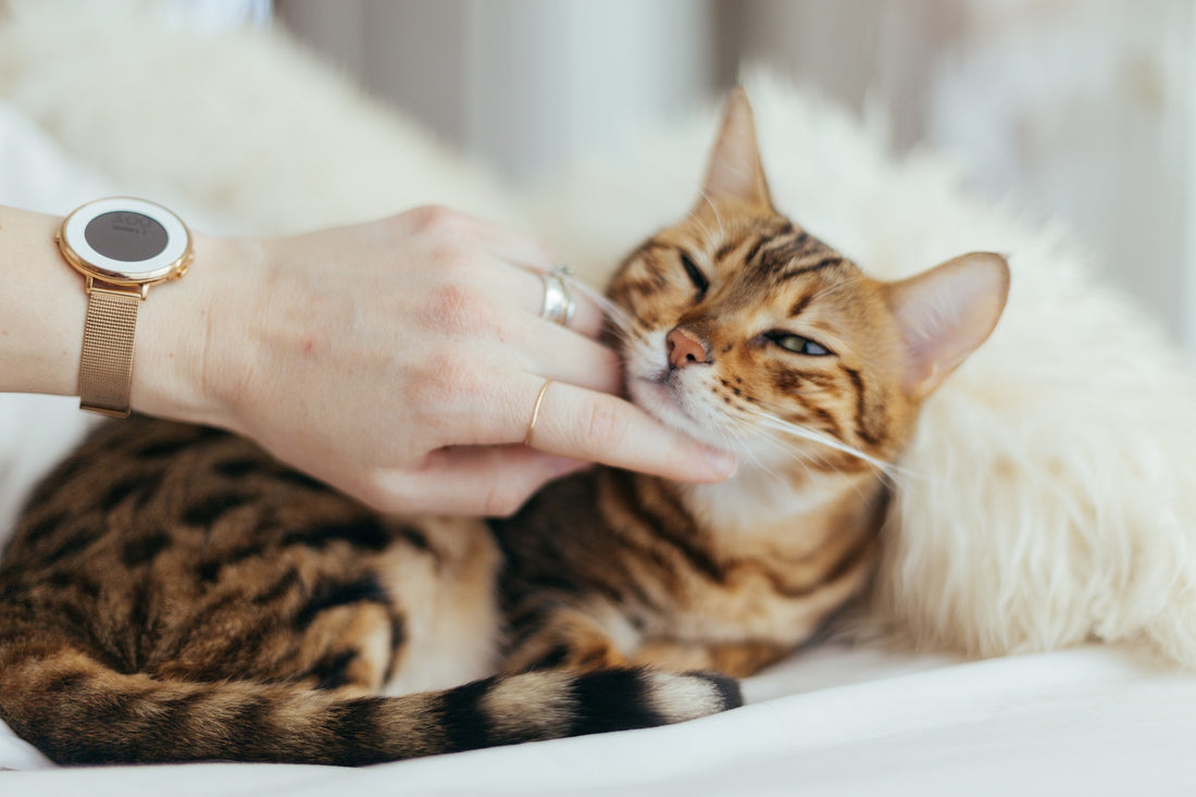 How Much Does It Cost To Cremate A Cat: Factors Explained