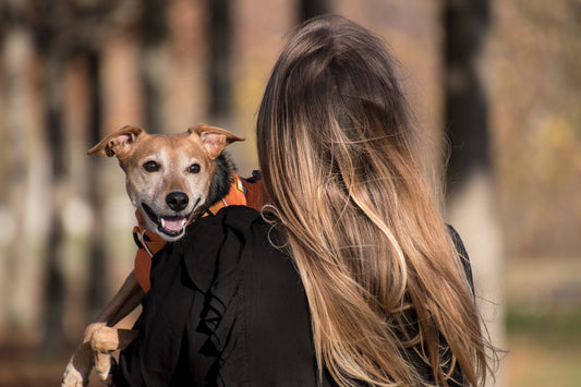 Cremation or Burial: The Best Choice for Honoring Your Pet