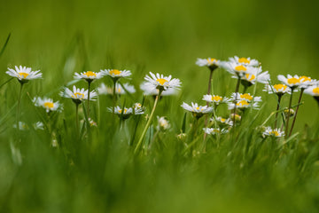 Different Flowers To Carry When Visiting Any Funeral Or Memorial