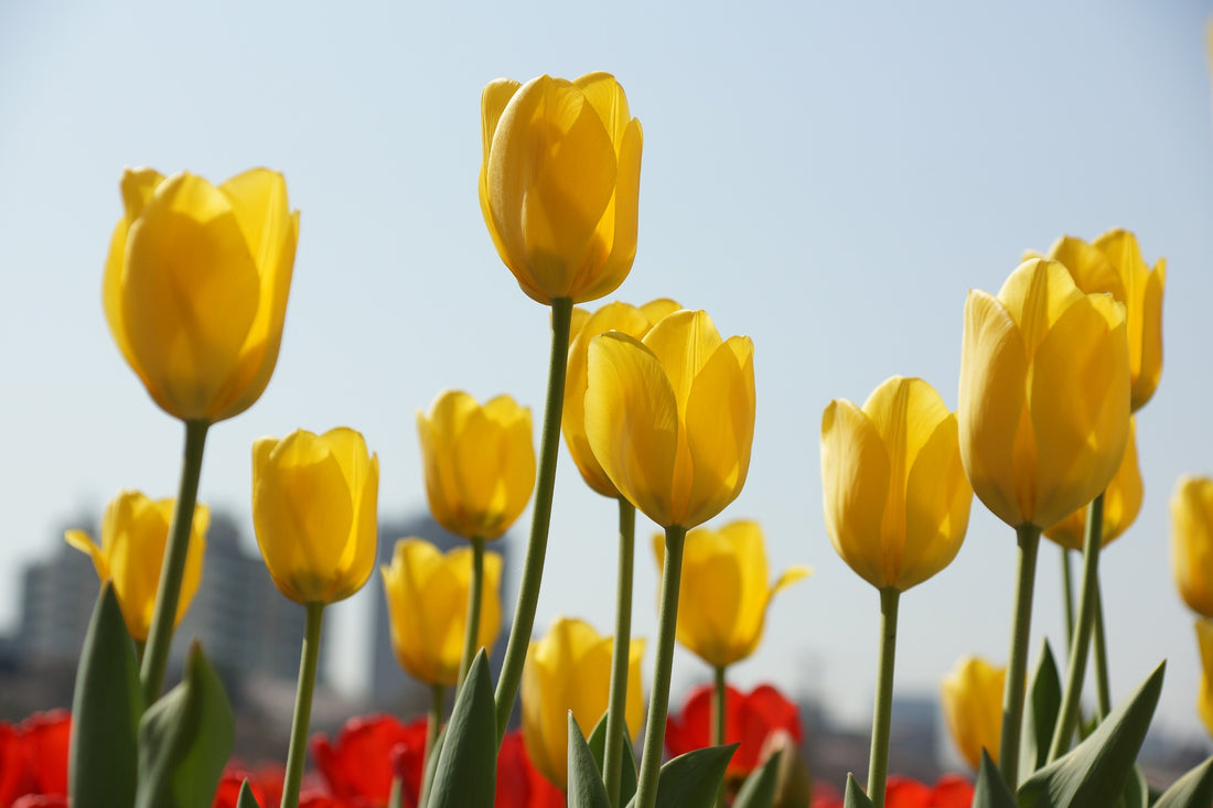 Tulips: Symbolic Meaning and their Colour Significance